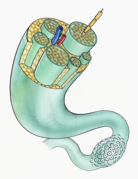 Framed Print : Illustration of peripheral nerves showing ganglion, nerve Fibers, myelin sheath, Arteries, veins and fat cells Framed Print : Illustration of peripheral nerves showing ganglion, nerve Fibers, myelin sheath, Arteries, veins and fat cells