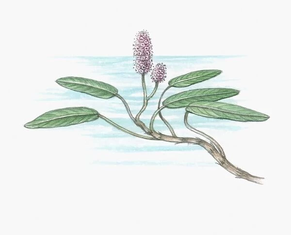 Illustration of Persicaria amphibium (Water Smartweed), tiny pink flower and large green leaves on l