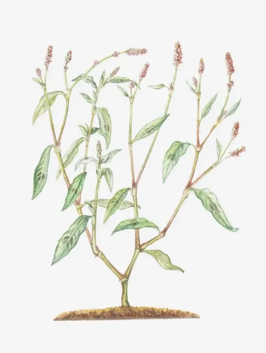 Framed Print : Illustration of Persicaria maculosa (Redshank), branched stems with small reddish flowers Framed Print : Illustration of Persicaria maculosa (Redshank), branched stems with small reddish flowers