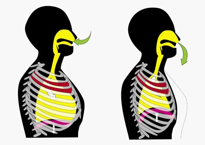 Framed Print : Illustration of person inhaling and exhaling Framed Print : Illustration of person inhaling and exhaling