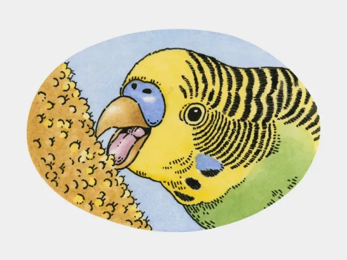 Framed Print : Illustration of pet budgerigar feeding on millet Framed Print : Illustration of pet budgerigar feeding on millet