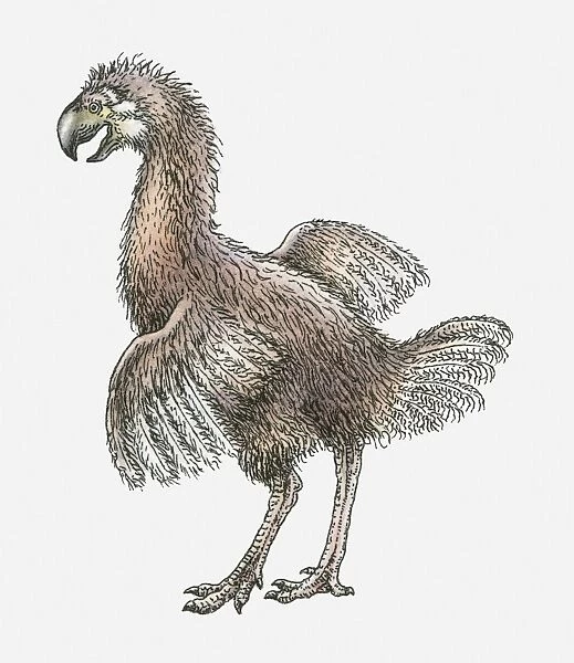 Illustration of a Phorusrhacus, a flightless bird, Early Miocene period