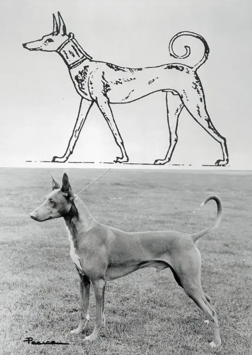 Framed Print : Illustration and Photo of Egyptian Greyhound Framed Print : Illustration and Photo of Egyptian Greyhound