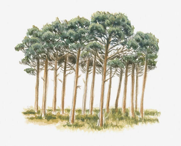 Illustration of pine trees