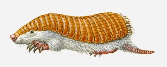 Framed Print : Illustration of Pink Fairy Armadillo (Chlamyphorus truncatus)