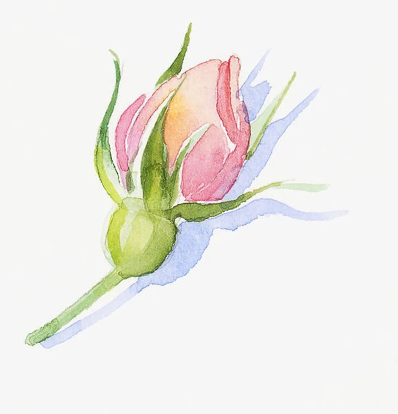 Illustration of pink rose bud, sepals and short stem