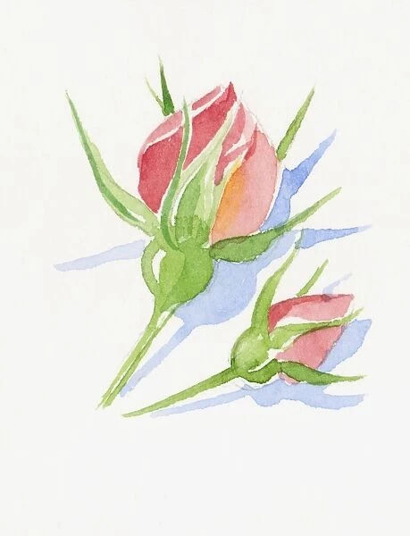 Illustration of two pink rose buds and green sepals short stems