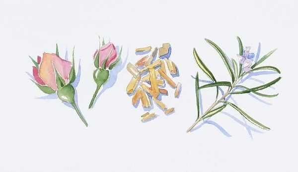 Illustration of pink rose buds, sandalwood wood chips, and rosemary flowers and leaves on stem