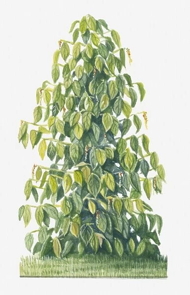 Illustration of Piper nigrum (Black Pepper) with peppercorns and green leaves