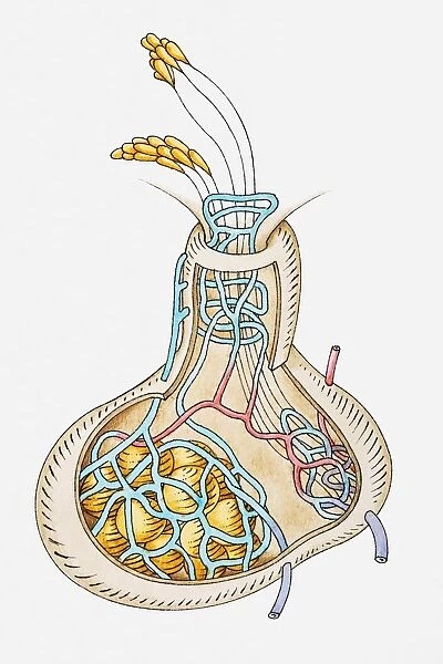 Illustration of pituitary gland releasing hormones