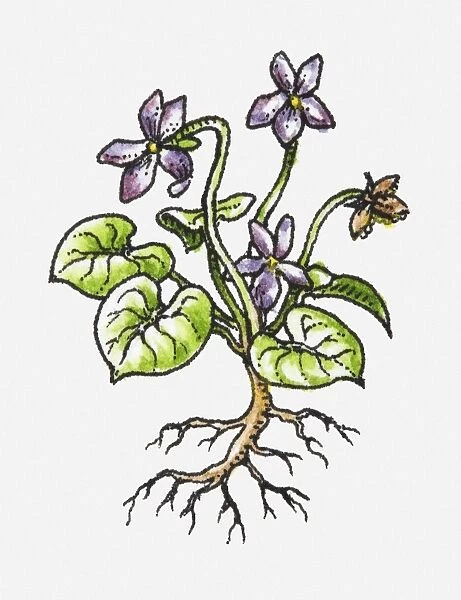 Illustration of plant with purple flowers, green leaves and exposed roots