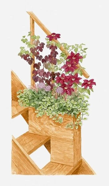 Illustration of plants in container at the edge of a set of steps, including Vitis vinifera Purpurea, Allium karataviense and Plectranthus forsteri Marginatus