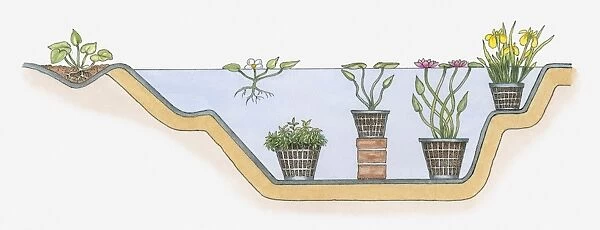 Illustration of plants in containers underwater in a pond, surface floaters, marginal plants, deep-water plants, bog plants