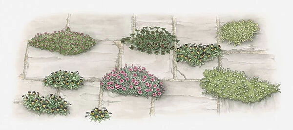 Illustration of plants and flowers growing in gaps of paving stones on garden path