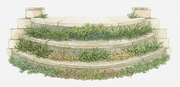 Illustration of plants and flowers growing on garden steps