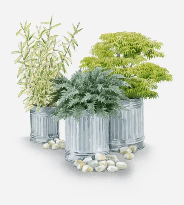 Framed Print : Illustration of plants grown in metal containers, Pleioblastus auricomus (Bamboo), Acer palmatum var dissectum (Japanese maple) and Juniperus procumenbs Nana (Bonin Island juniper)