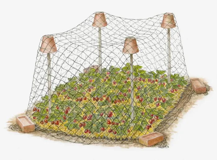 Framed Print : Illustration of plants being protected from birds and rodents by netting