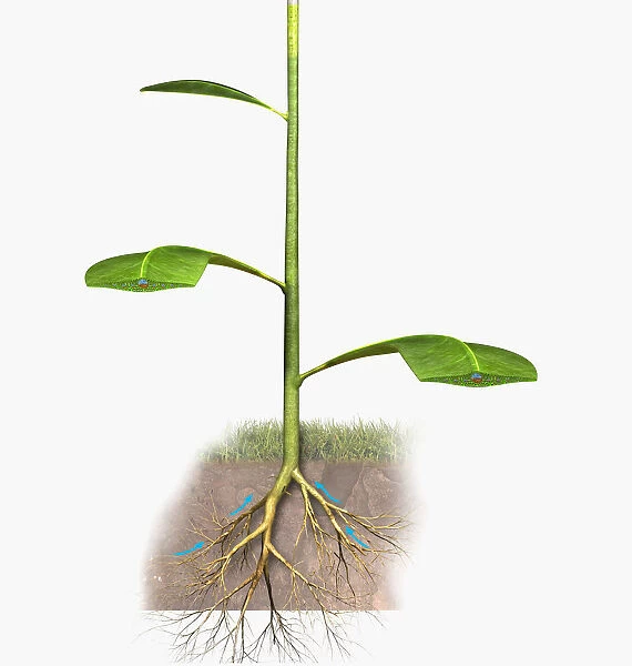 Illustration of a plants roots absorbing water