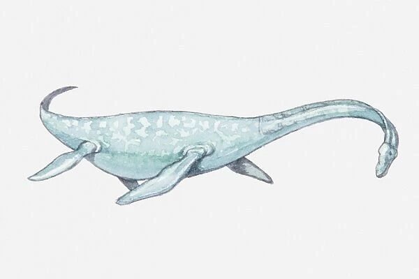Illustration of a Plesiosaurus, early Jurassic period
