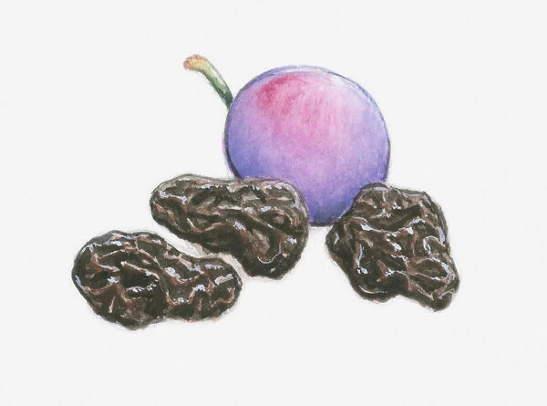Illustration of a plum and three prunes