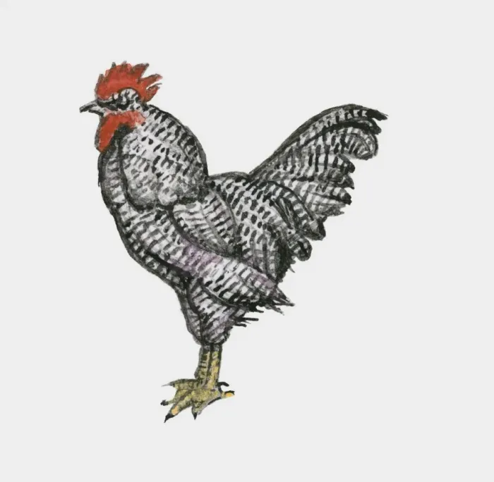 Framed Print : Illustration of Plymouth Rock chicken also known as Barred Rocks Framed Print : Illustration of Plymouth Rock chicken also known as Barred Rocks