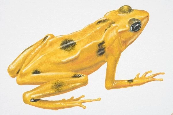 Illustration, Poison-dart Frog (Dendrobatidae), yellow with black spots, side view