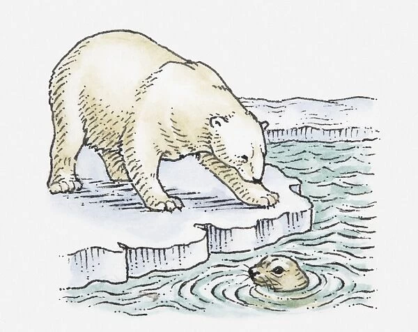 Illustration of polar bear looking at seal in water