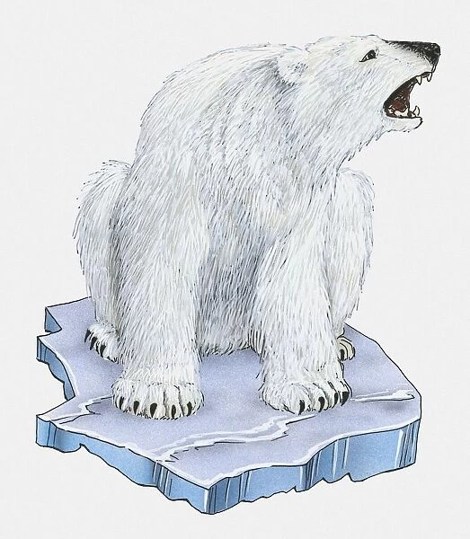 Illustration of Polar Bear (Ursus maritimus) stranded on melting ice