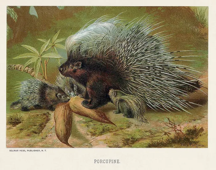 Framed Print : Illustration Of Porcupines In The Wild Framed Print : Illustration Of Porcupines In The Wild
