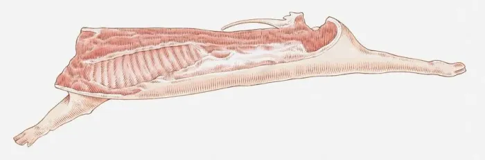 Framed Print : Illustration of side of pork showing sections of meat used