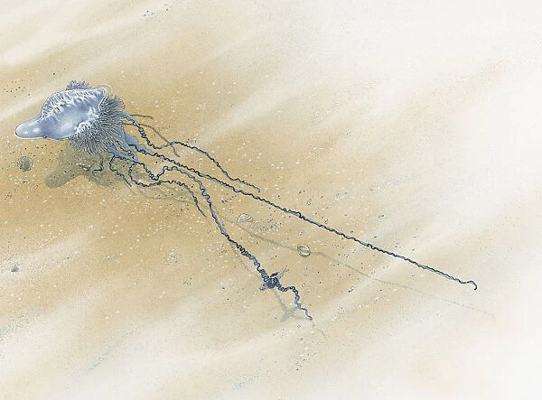Illustration of Portuguese Man o War (Physalia physalis) floating on sea with long tentacles trailing behind underwater