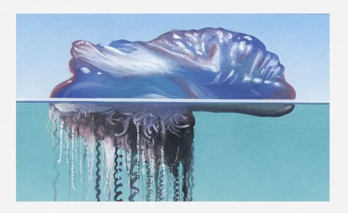 Framed Print : Illustration of Portuguese Man O War (Physalia physalis) in sea Framed Print : Illustration of Portuguese Man O War (Physalia physalis) in sea
