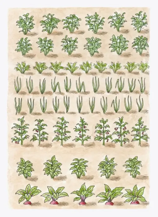 Framed Print : Illustration of potato plant, carrots, onions, tomato plant, leeks, parsnips, beetroot, shallots, ma Framed Print : Illustration of potato plant, carrots, onions, tomato plant, leeks, parsnips, beetroot, shallots, ma