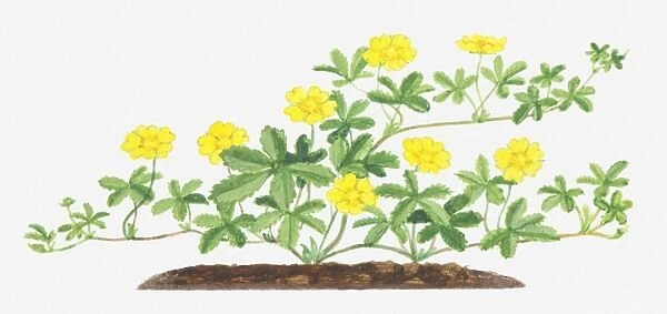 Illustration of Potentilla reptans (Creeping cinquefoil), leaves and yellow flowers on branching stems