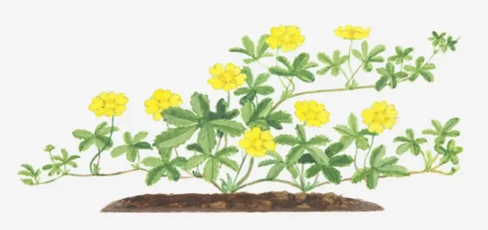 Framed Print : Illustration of Potentilla reptans (Creeping cinquefoil), leaves and yellow flowers on branching stems Framed Print : Illustration of Potentilla reptans (Creeping cinquefoil), leaves and yellow flowers on branching stems