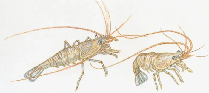 Framed Print : Illustration of Prawns (Dendrobranchiata), showing long antennae Framed Print : Illustration of Prawns (Dendrobranchiata), showing long antennae