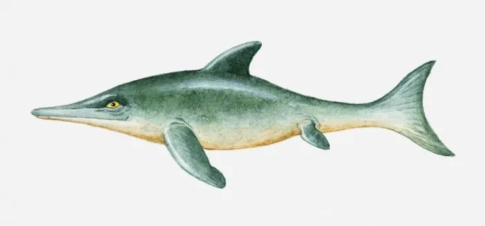 Framed Print : Illustration of prehistoric Ichthyosaur reptile Framed Print : Illustration of prehistoric Ichthyosaur reptile
