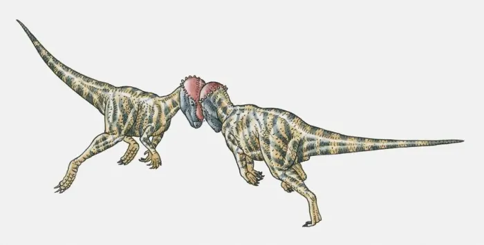 Framed Print : Illustration of Prenocephale dinosaurs confronting head-on Framed Print : Illustration of Prenocephale dinosaurs confronting head-on