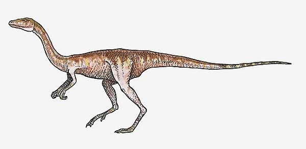 Illustration of Procompsognathus theropod dinosaur