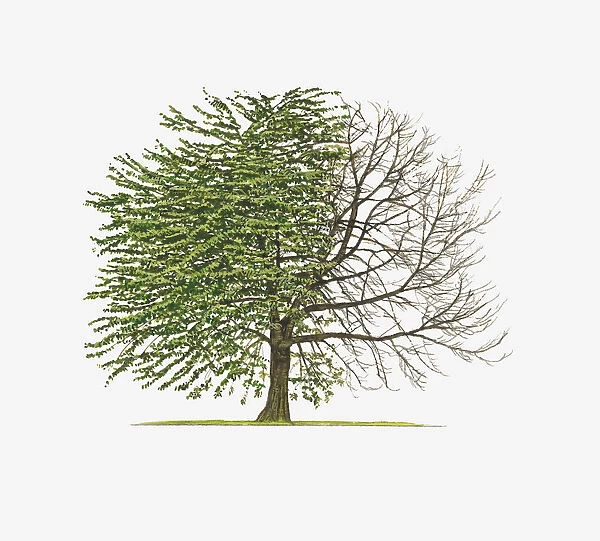Illustration of Prunus avium Plena (Double Gean) showing shape of tree with and without leaves