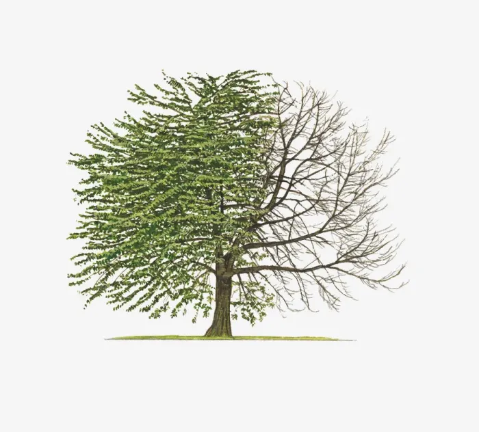 Framed Print : Illustration of Prunus avium Plena (Double Gean) showing shape of tree with and without leaves