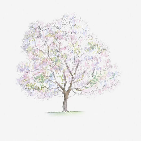 Illustration of Prunus avium (Wild Cherry) tree