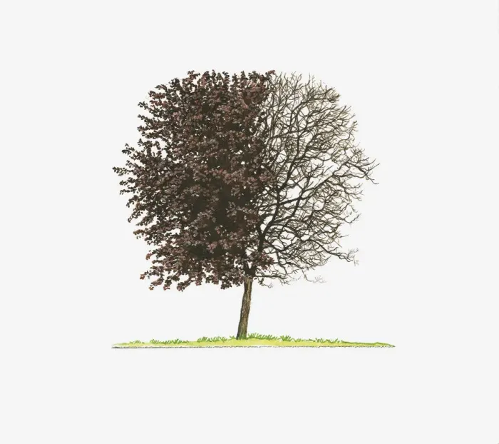 Framed Print : Illustration of Prunus cerasifera Nigra (Purple-leaved Plum) showing shape of tree with and without leaves Framed Print : Illustration of Prunus cerasifera Nigra (Purple-leaved Plum) showing shape of tree with and without leaves