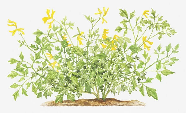 Illustration of Pseudofumaria lutea (Yellow cordialis), wildflowers