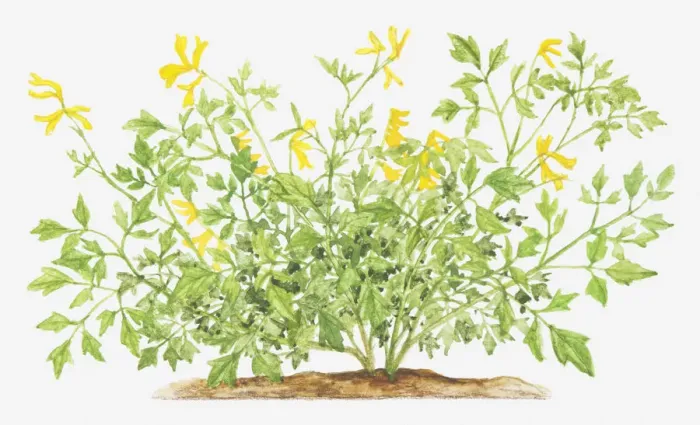 Framed Print : Illustration of Pseudofumaria lutea (Yellow cordialis), wildflowers Framed Print : Illustration of Pseudofumaria lutea (Yellow cordialis), wildflowers