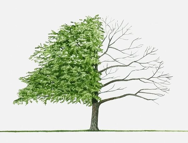 Illustration of Pterocarya stenoptera (Chinese Wingnut), a deciduous tree showing summer leaves and
