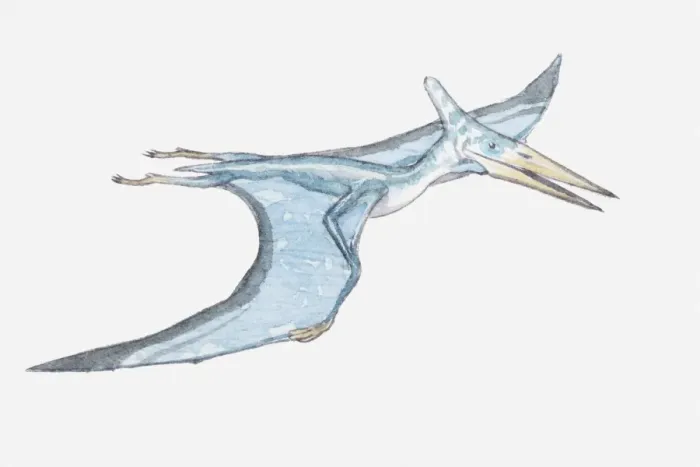 Framed Print : Illustration of a Pterosaur, a prehistoric bird, late Triassic-late Cretaceous periods Framed Print : Illustration of a Pterosaur, a prehistoric bird, late Triassic-late Cretaceous periods