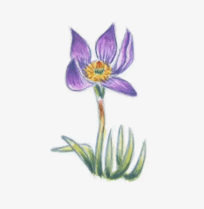 Framed Print : Illustration of Pulsatilla vulgaris (Pasque flower) Framed Print : Illustration of Pulsatilla vulgaris (Pasque flower)