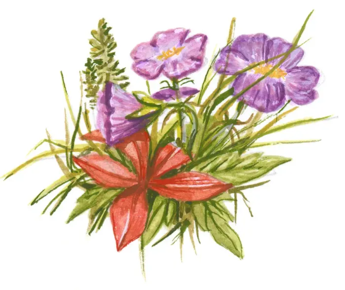 Framed Print : Illustration of purple and red flowers, with green leaves, able to withstand cold tundra and mountain weather Framed Print : Illustration of purple and red flowers, with green leaves, able to withstand cold tundra and mountain weather