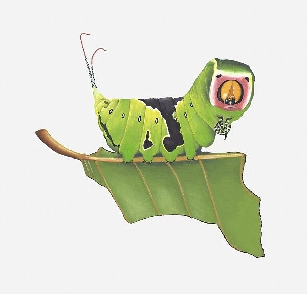Illustration of Puss Moth (Cerura vinula) caterpillar on stem